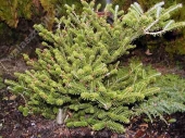Abies koreana 'Brevifolia' 